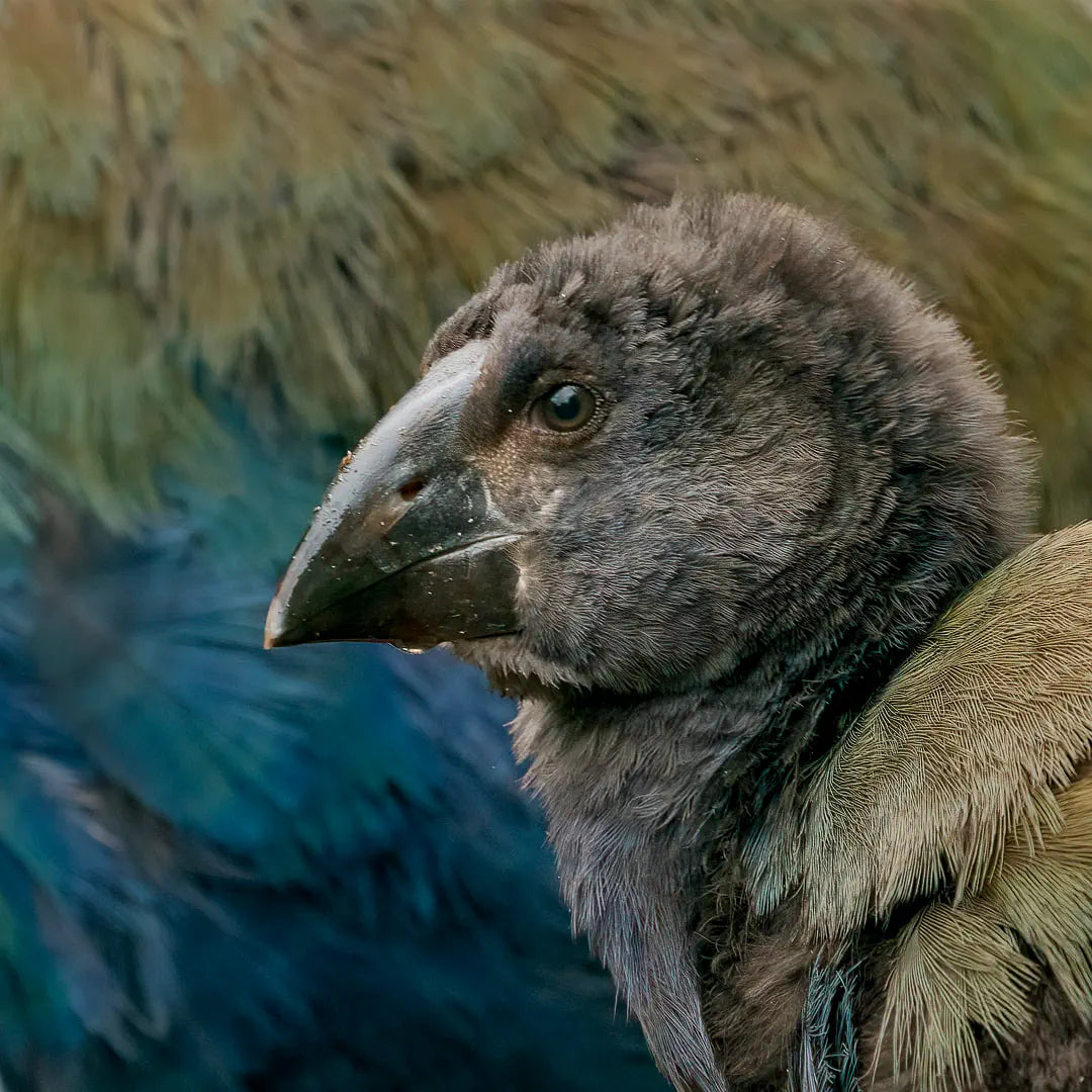 Profile of a takahē chick's head with the flank of an adult takahē blurred in the background 