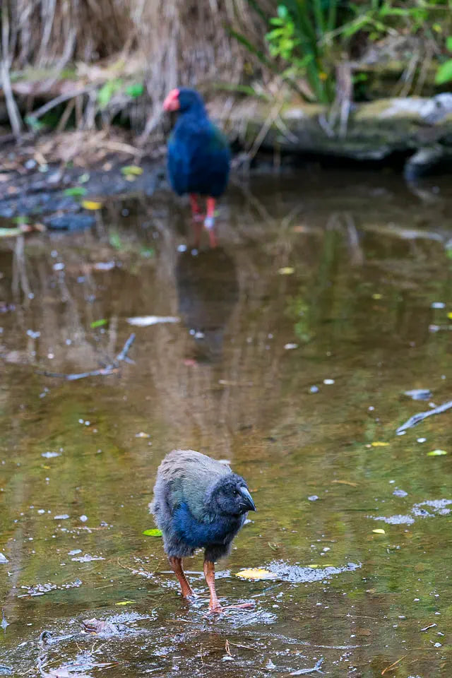 A takahē chick curiously approaches the photographers while her mother keeps a watchful eye across the other side of the mudflat.
