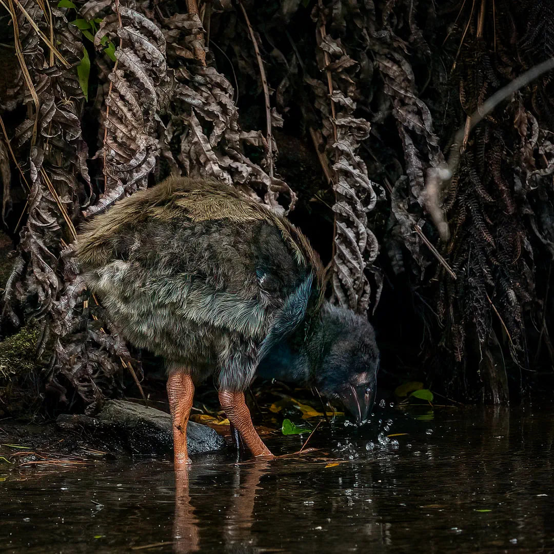 A tahahē chick drinking and making splashes in the water