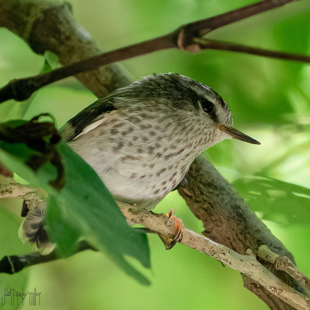 Tītipounamu fledgling sitting on a branch