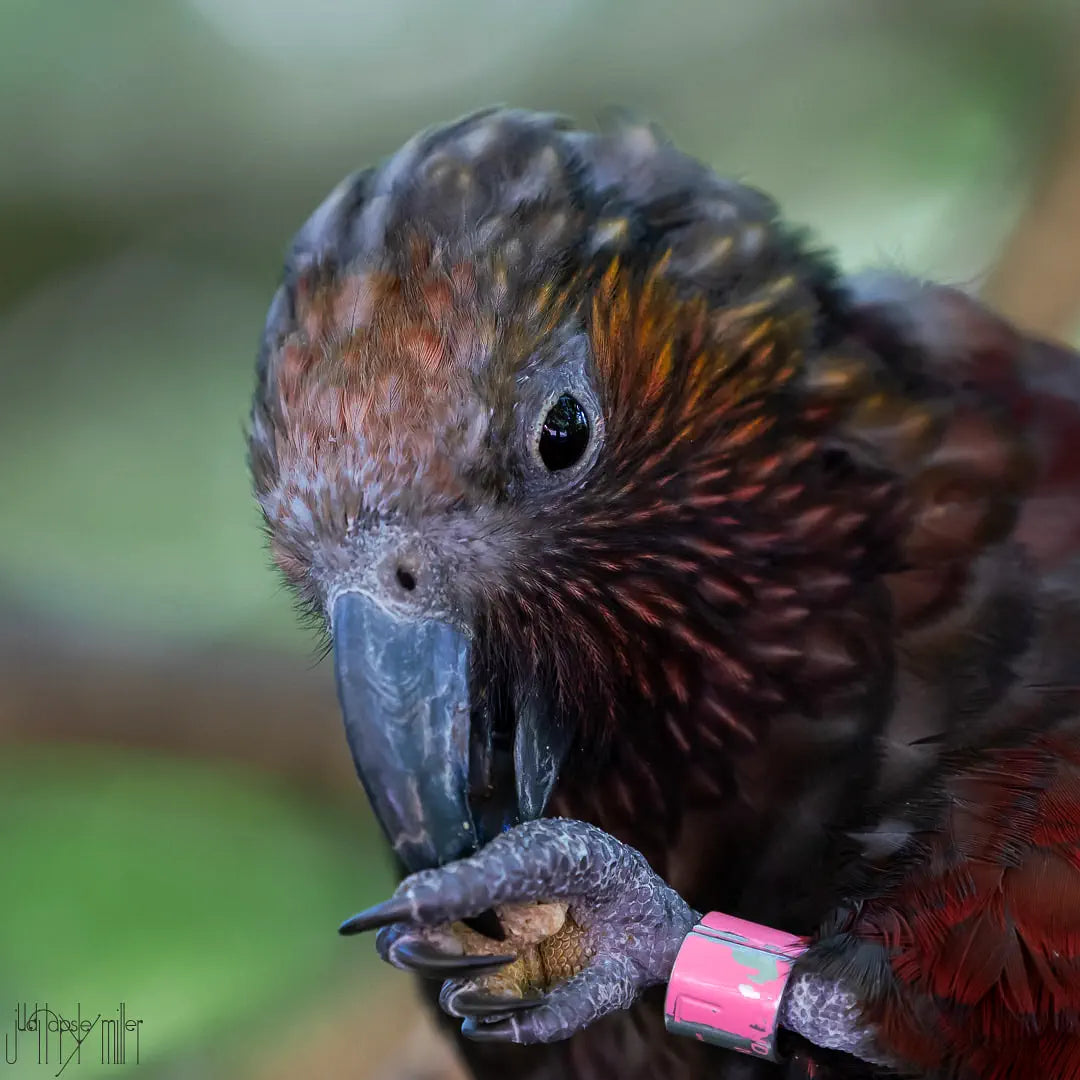 kaka with pink head and pink leg band eating