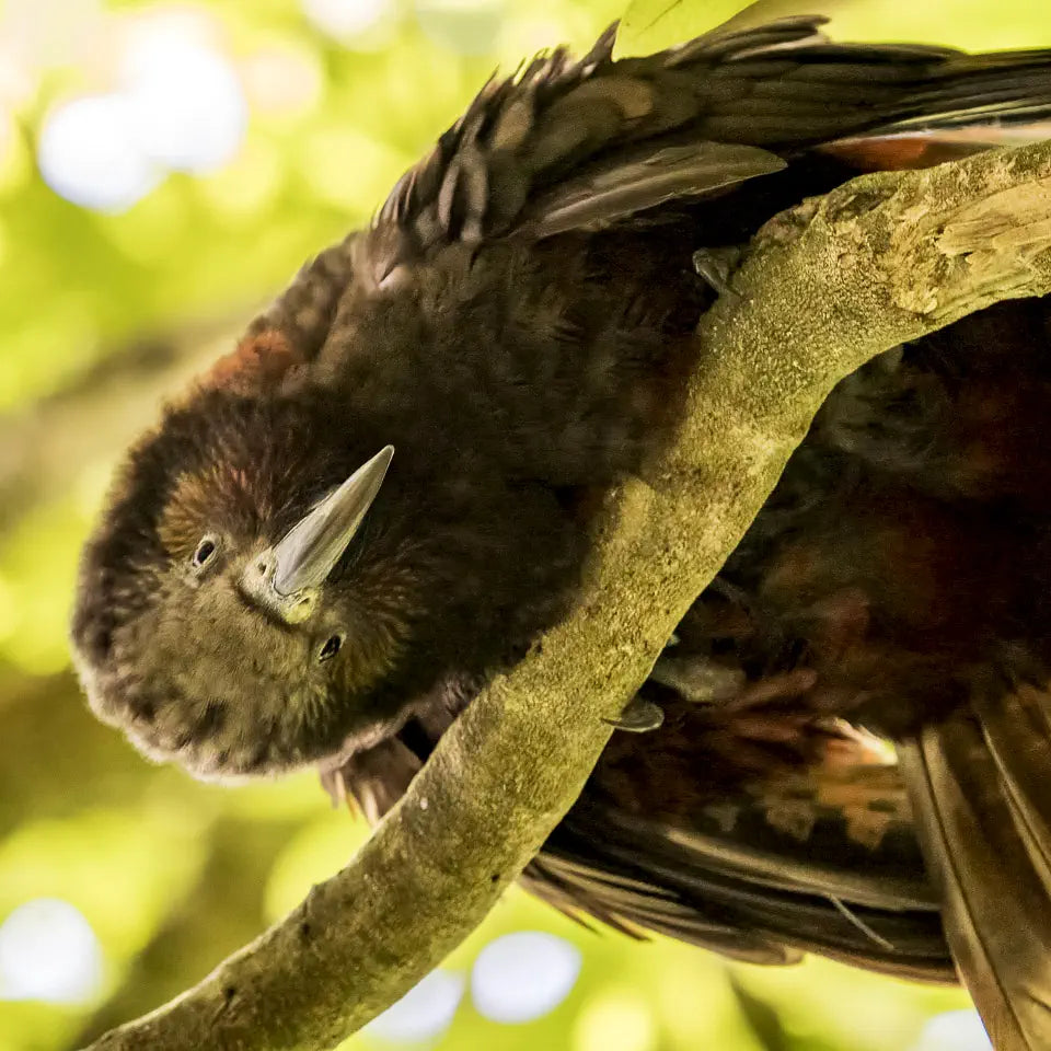 begging kaka looking down at me