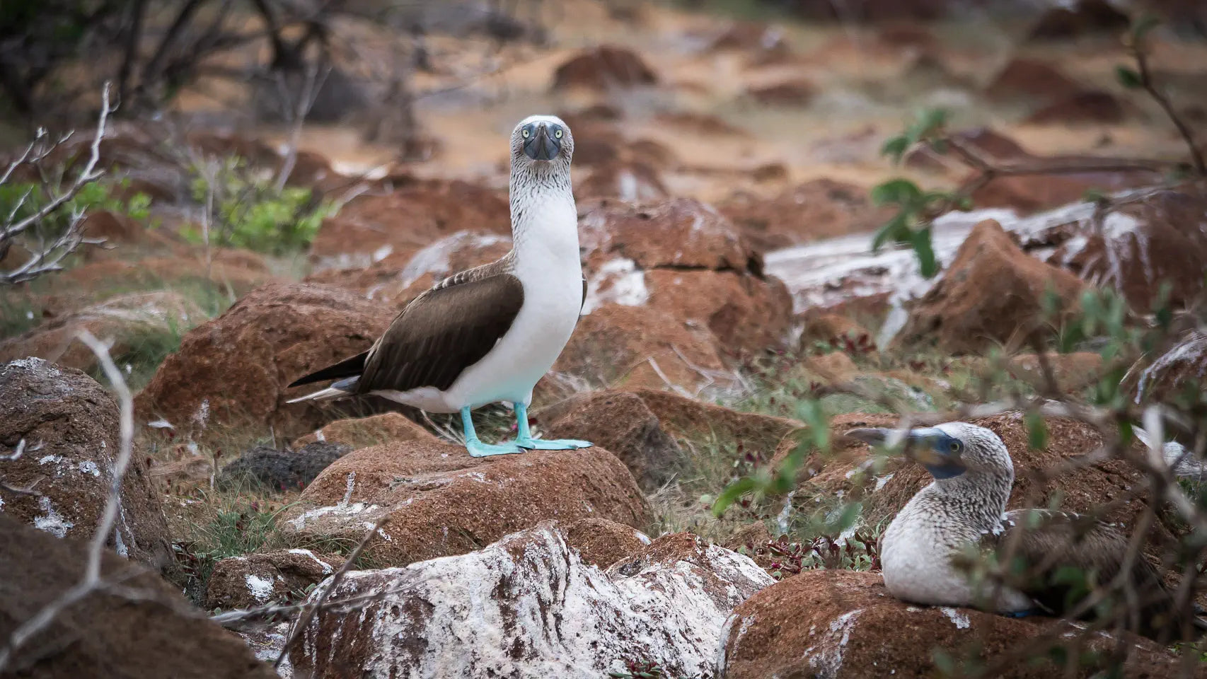 blue footed boobies