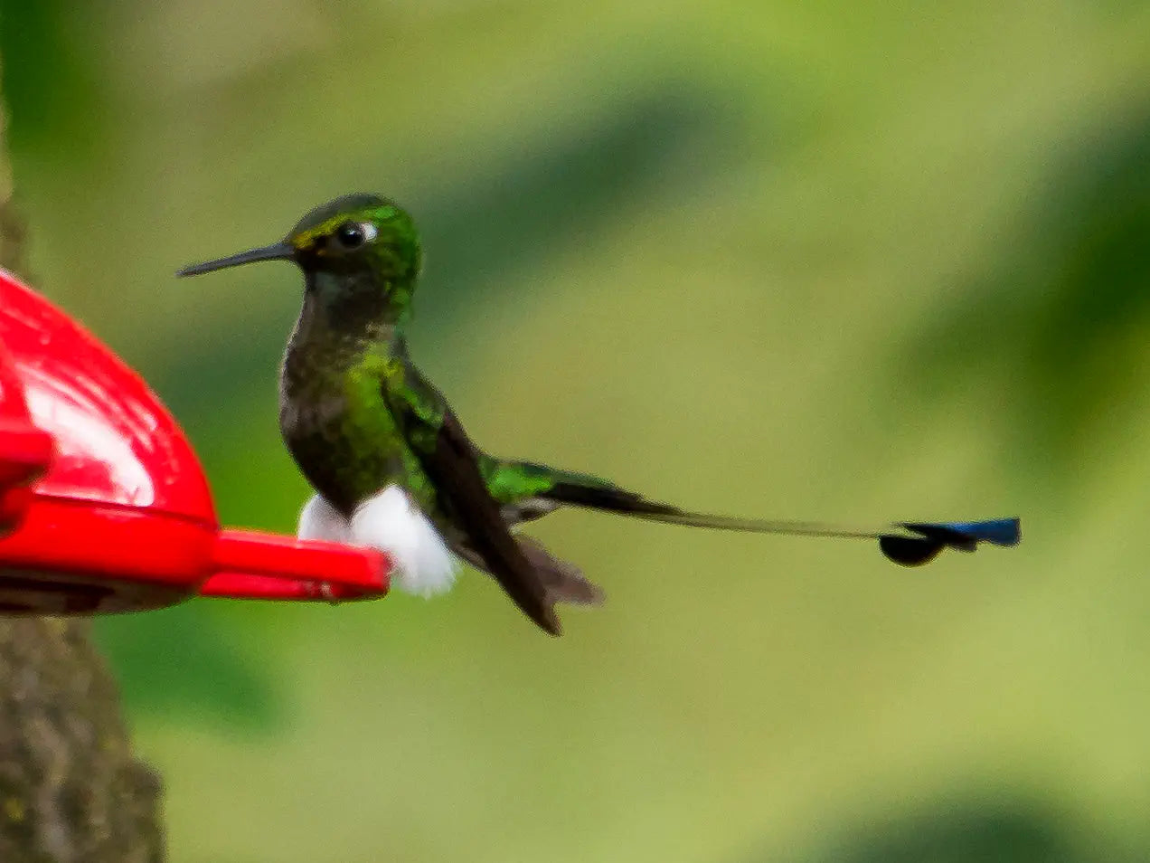 hummingbird at feeder