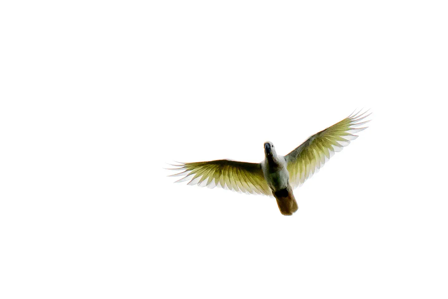A flying cockatoo, wings stretched