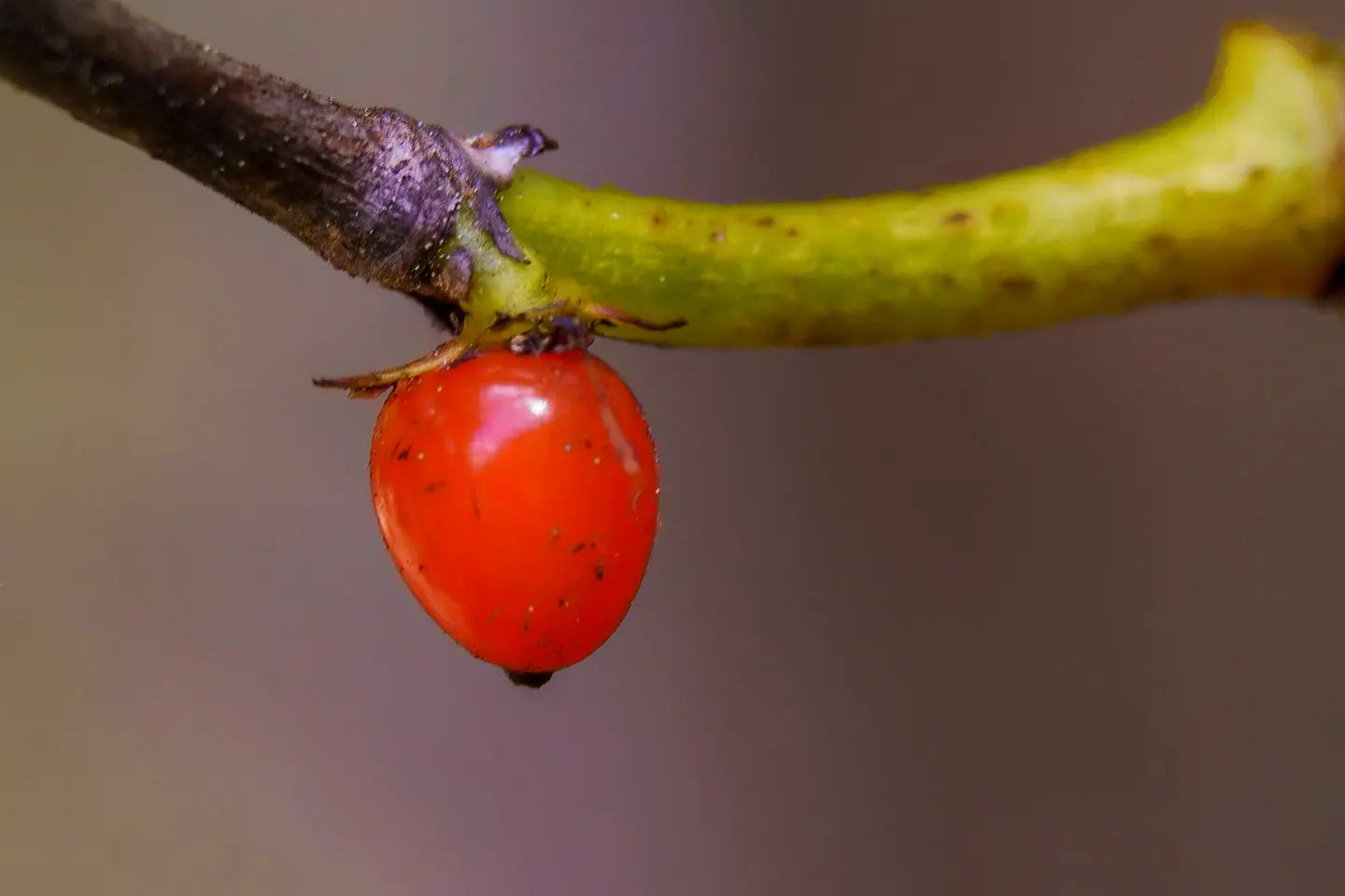 bright orange berry