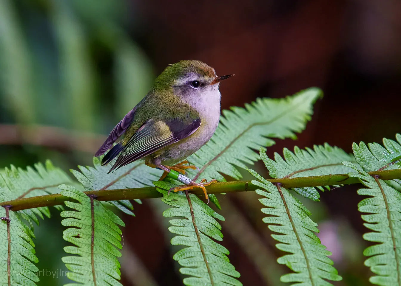 cute bird on fern leaf