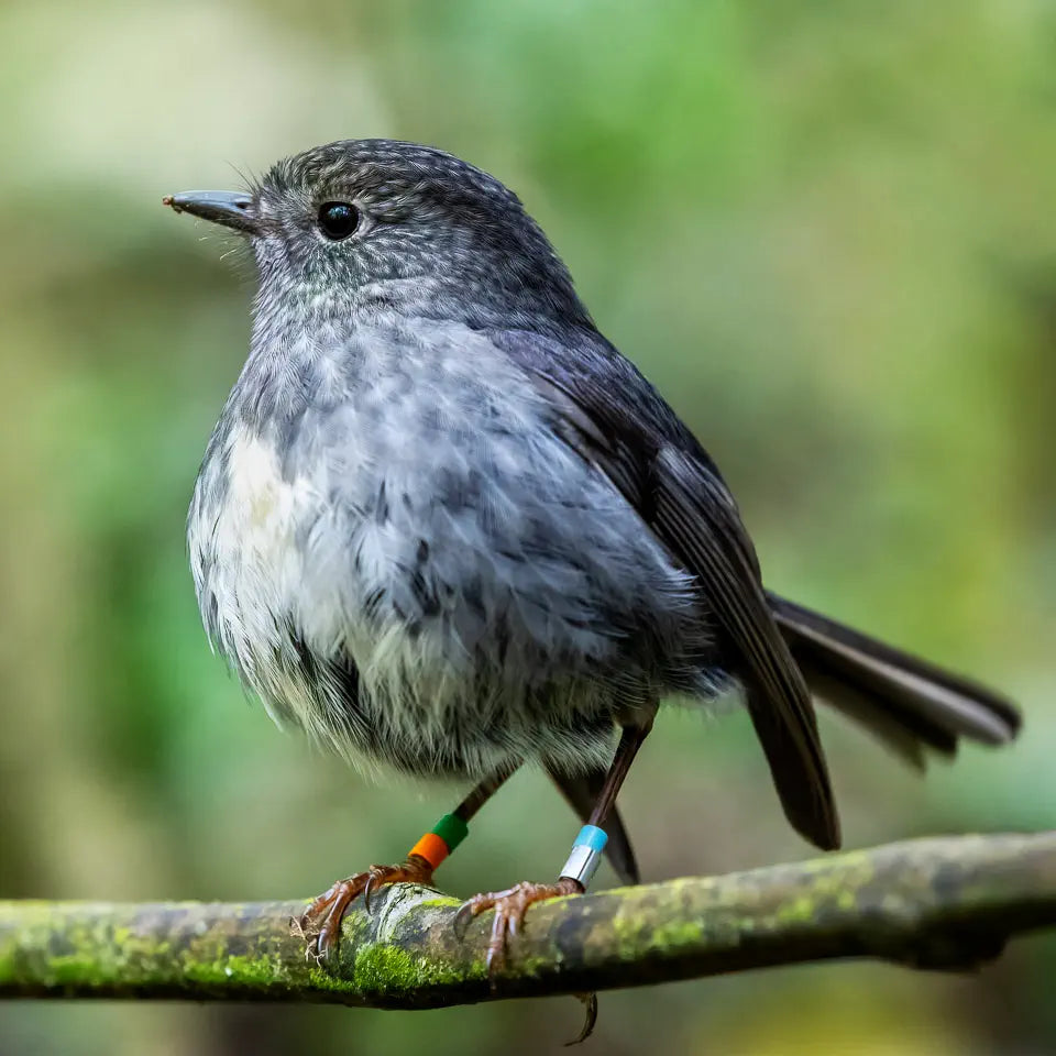 Fluffy toutouwai (robin) perched on a branch