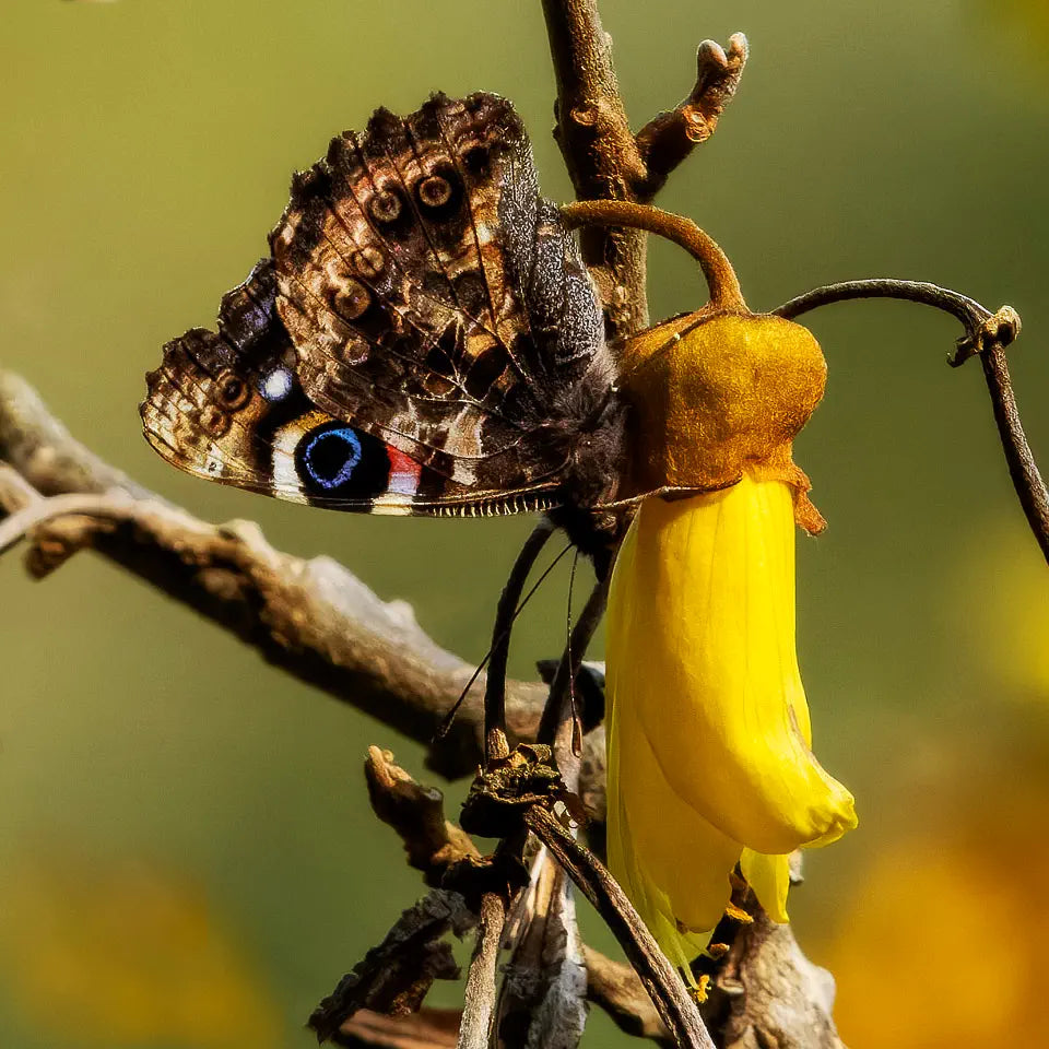 A kahukura butterfly on a yellow kōwhai flower