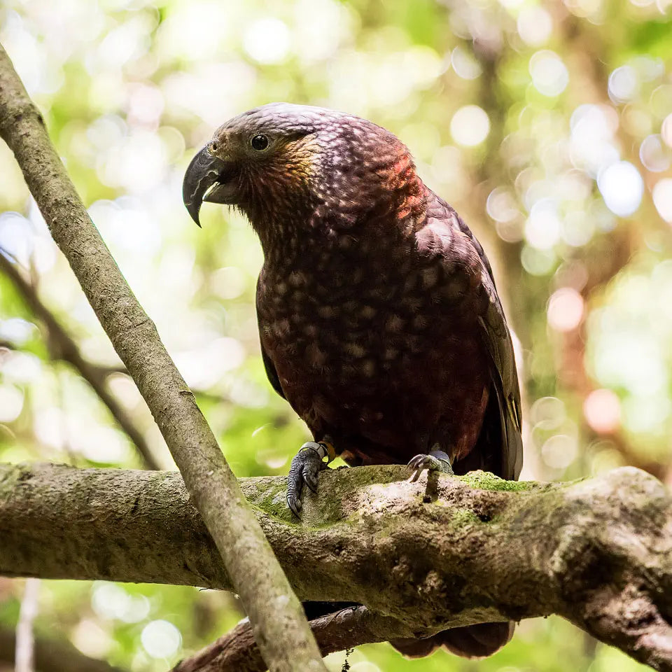 mama kaka on branch