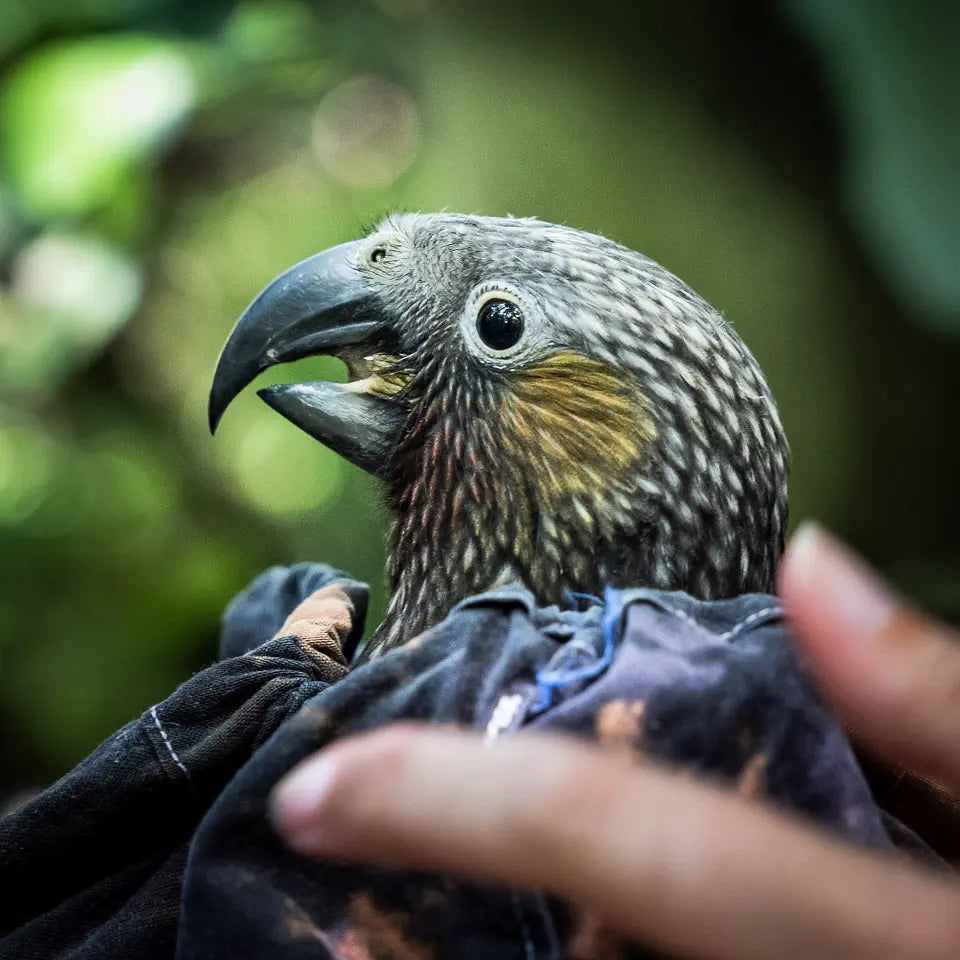 close up of chick in banding bag