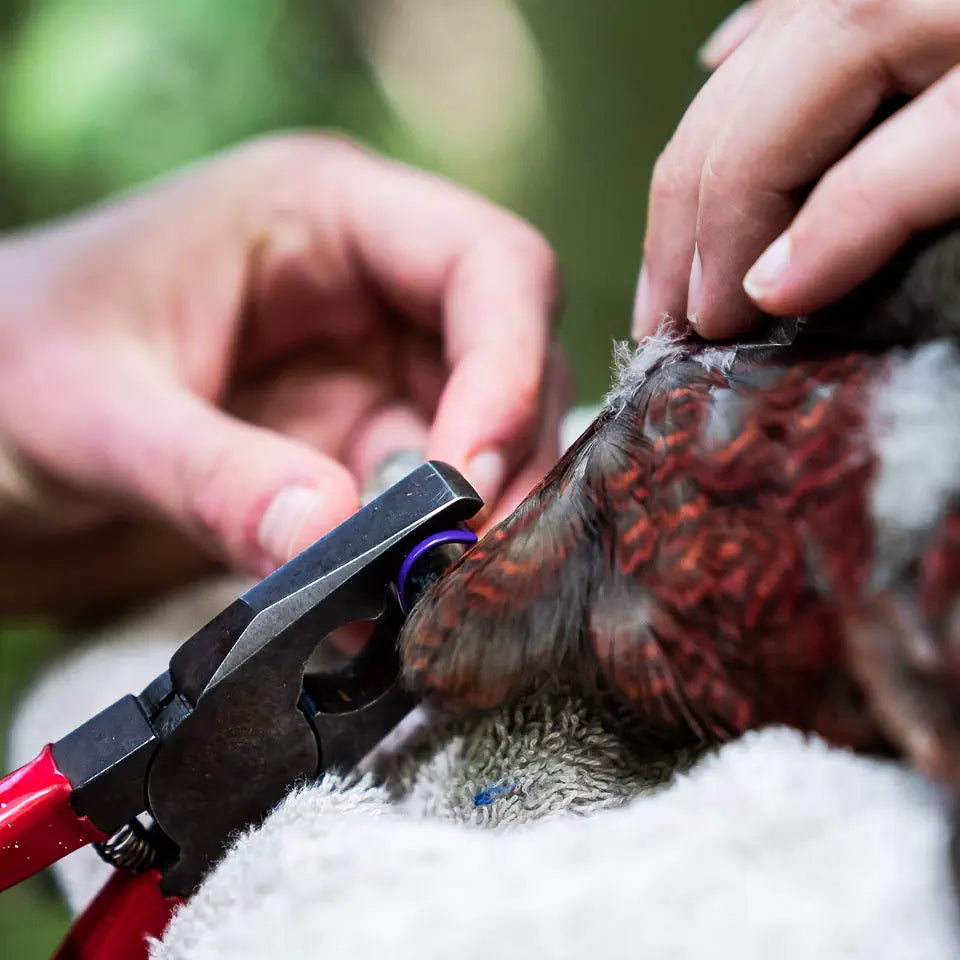 applying the cohort band with special pliers