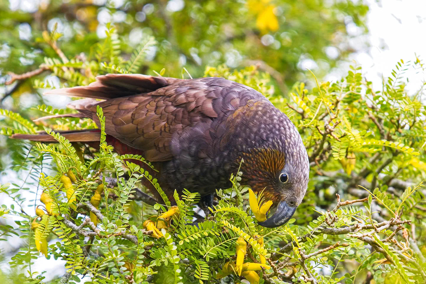 a kākā parrot inserts its bill into the base of a yellow kōwhai flower to drink nectar, surrounded by kōwhai leaves and flowers