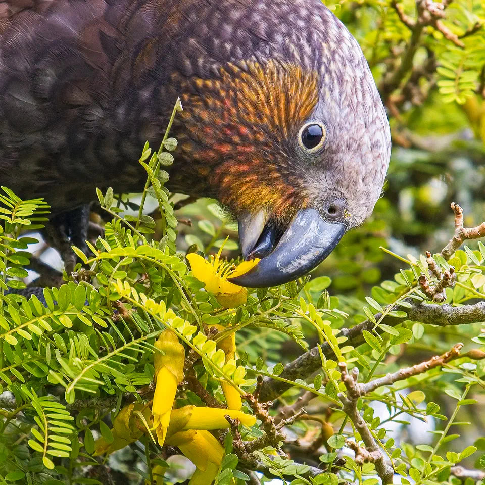 The kākā delicately uses its tongue to lick up the kōwhai flower nectar.