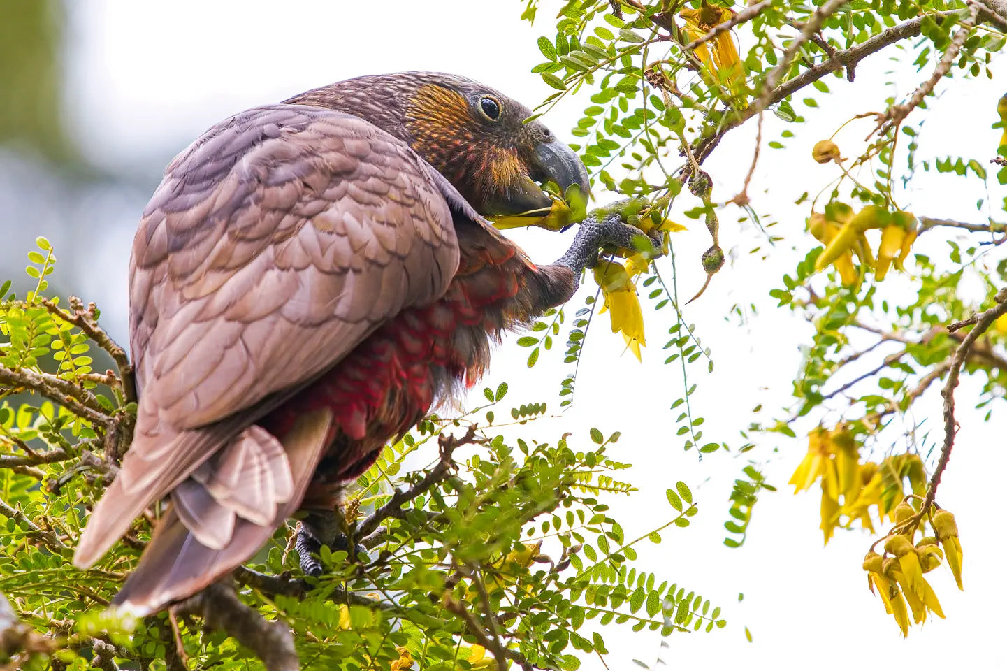 A kākā parrot has grabbed a foot-full of kōwhai blossoms and is feeding on the flowers