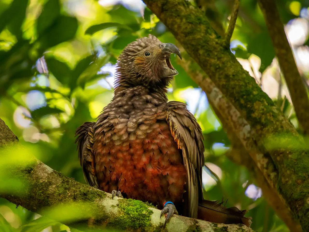 Kaka fledgling on a branch calling