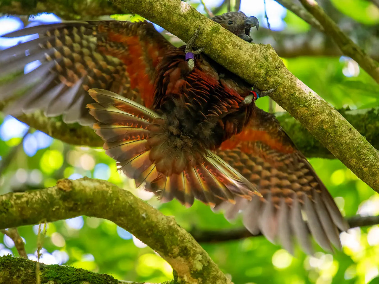 baby kaka falling from branch, wings spread