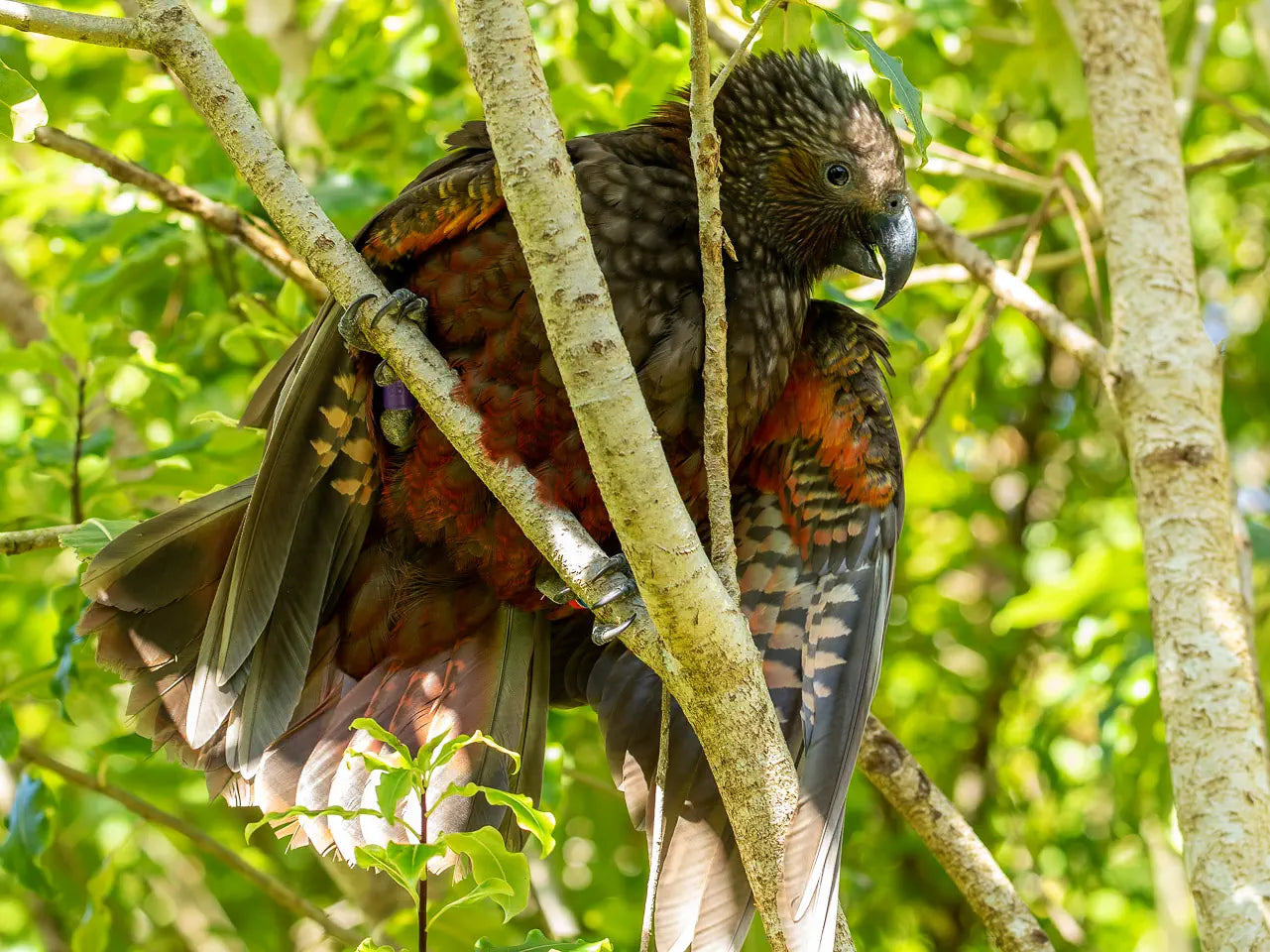 kaka fledgling