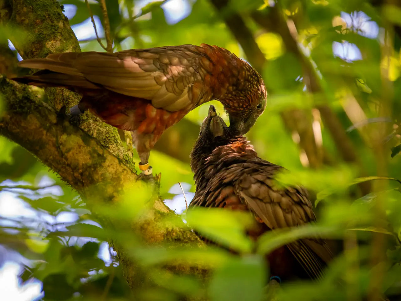 Mother kaka preening baby