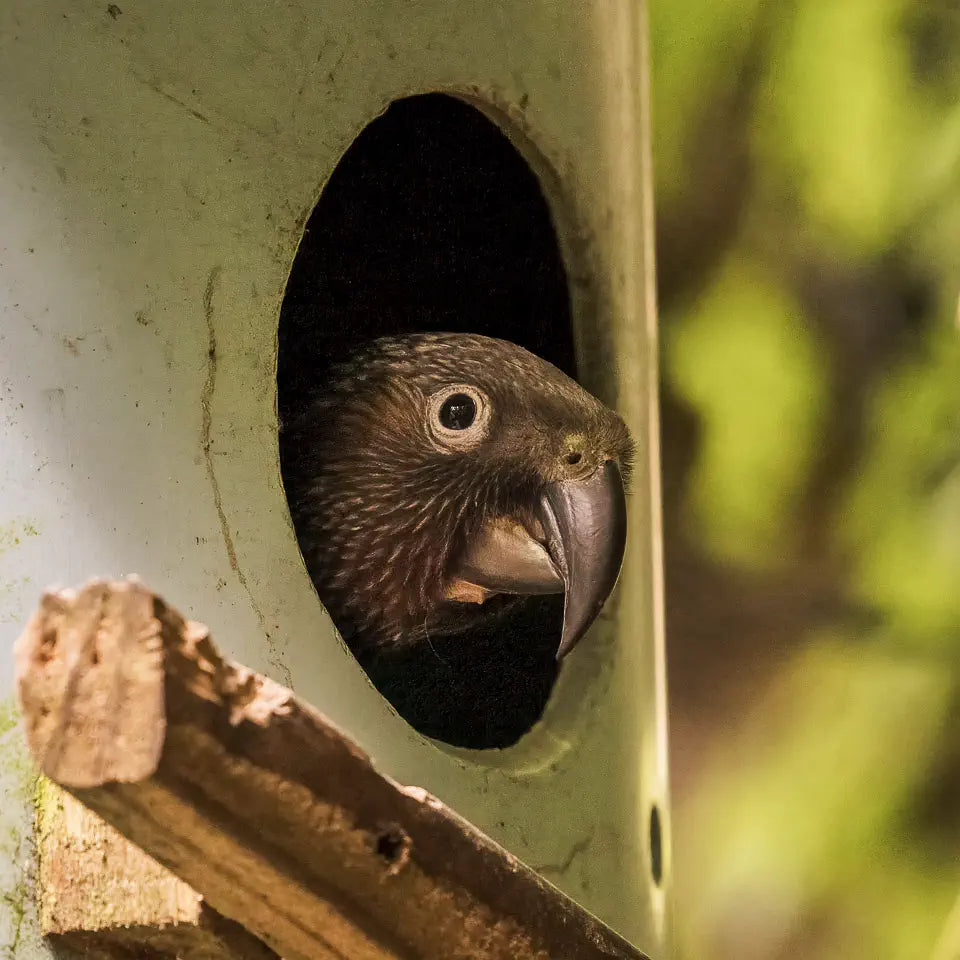 baby kaka looking out nestbox porthole