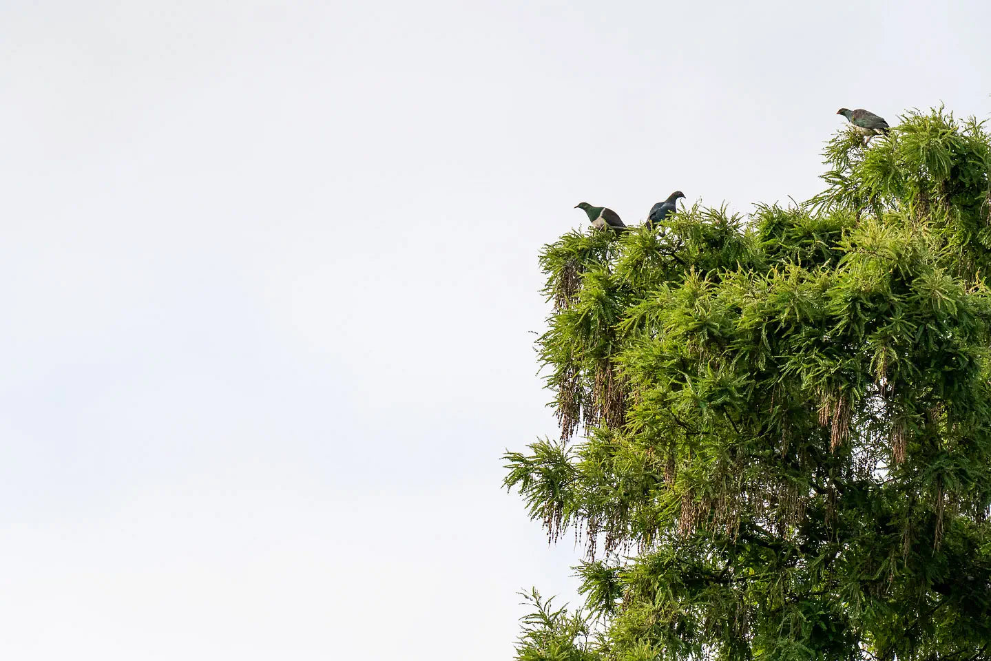 Three kererū (wood pigeons) perched on top of a kōwhai tree