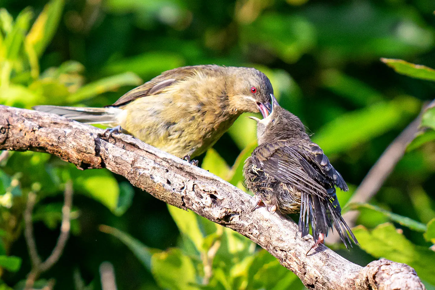 A korimako (bellbird) feeds its fledgling.