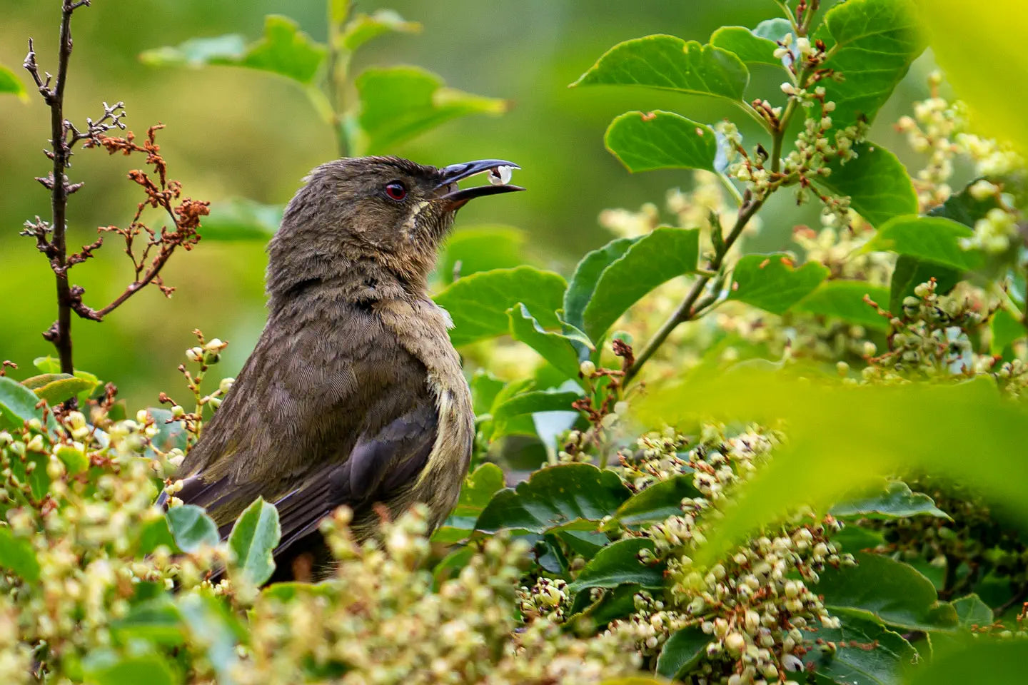 A fledgling korimako (bellbird) holds a single berry in its beak