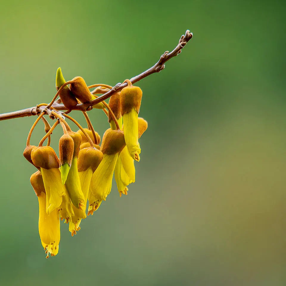 Yellow kōwhai flowers