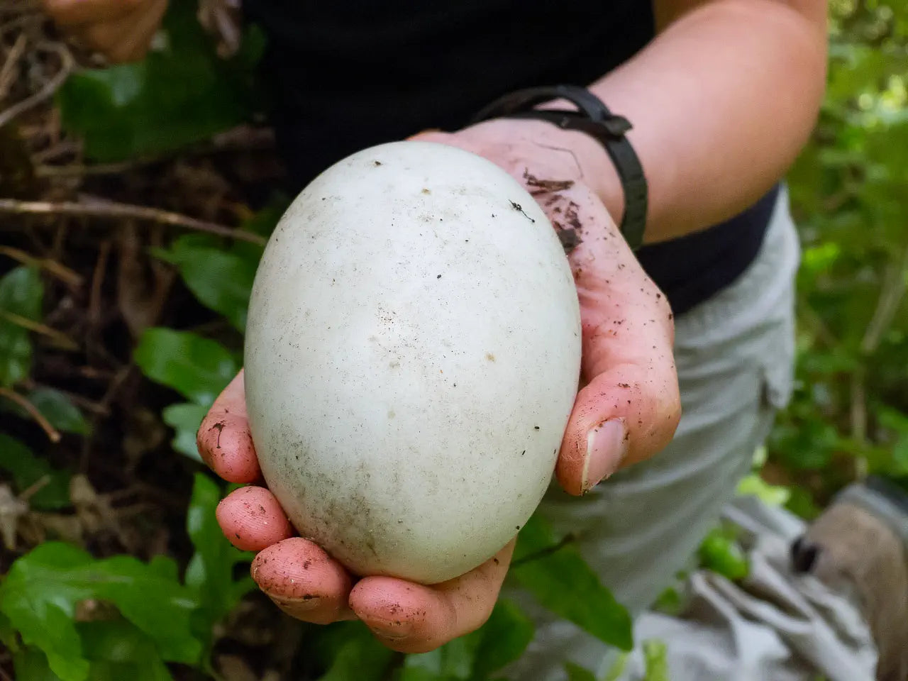 A researcher holds a kiwi eggs - it fills her entire hand