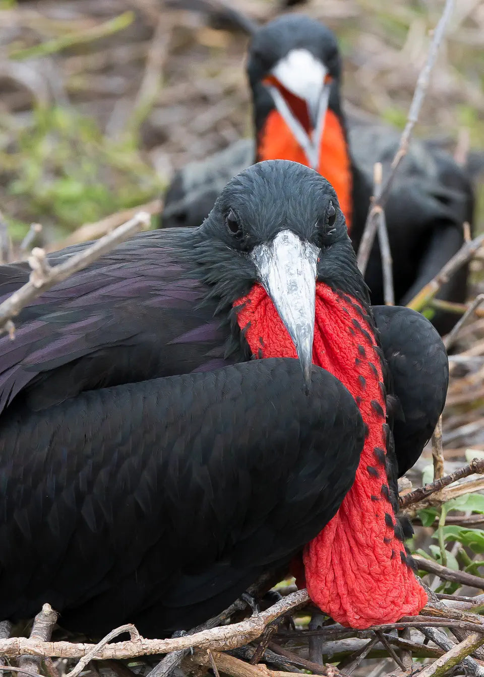 Magnificent frigatebirds throats empty