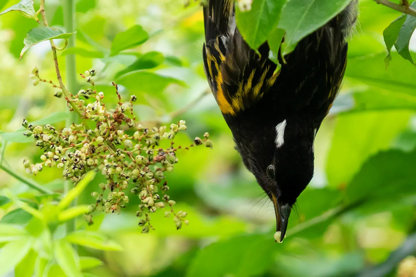 A male hihi hanging upside down with a berry in its beak next to a spray of muhlenbekia berries.