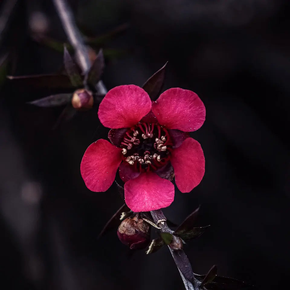 Close-up macro of a deep pink mānuka flower with five pink petals and a cluster of curly stamens