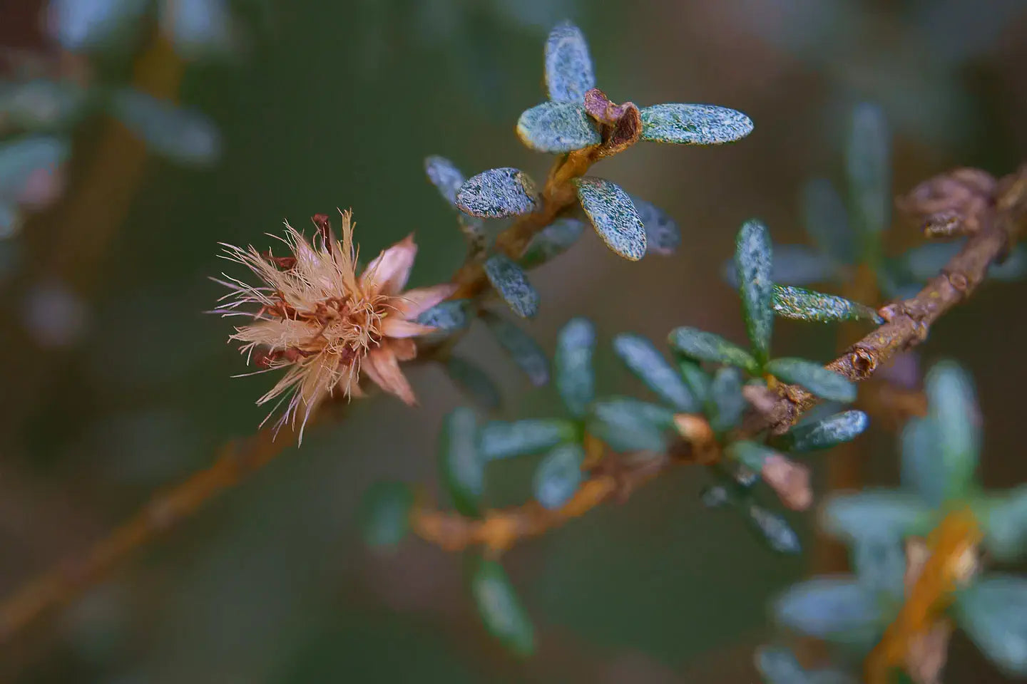 Close up of a dead flower bract