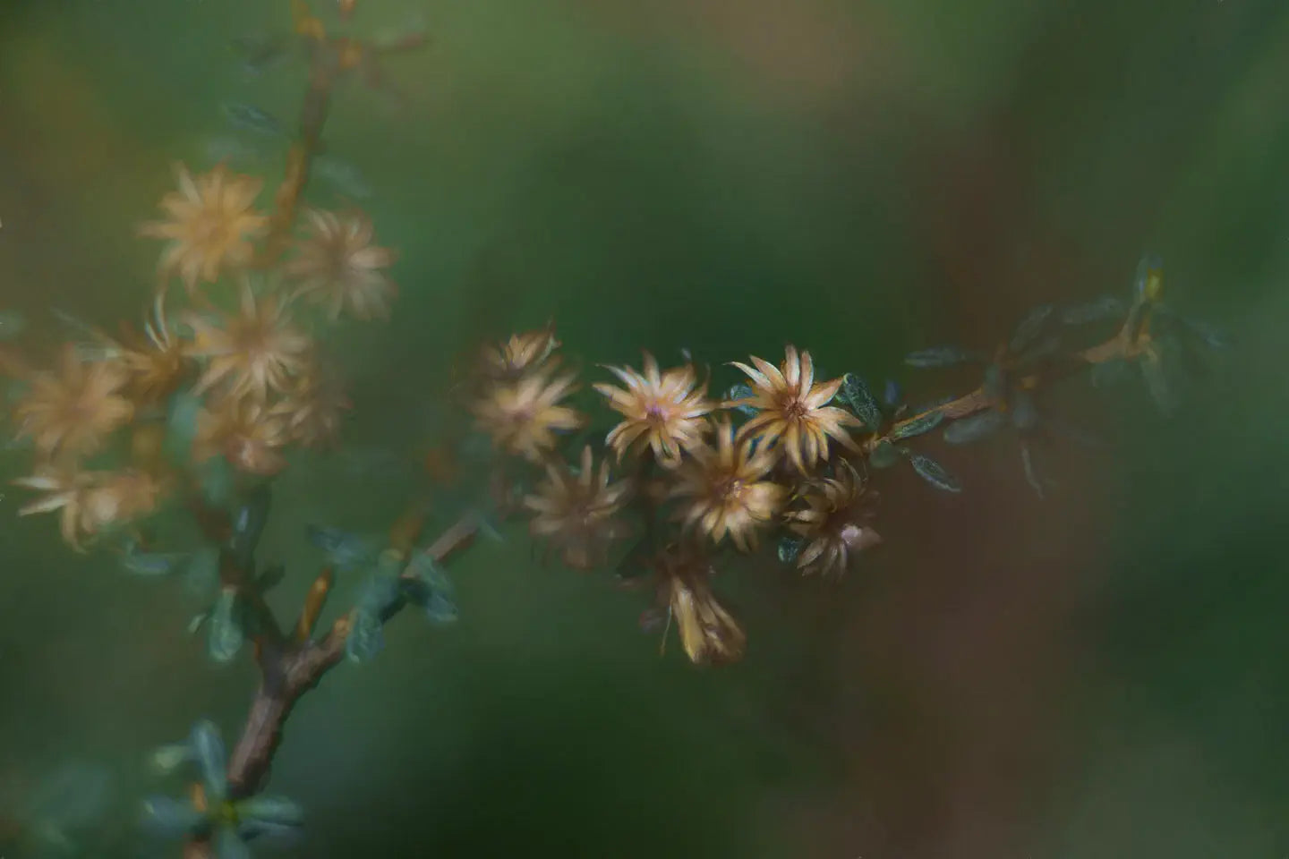 twiggy branch with flower bracts