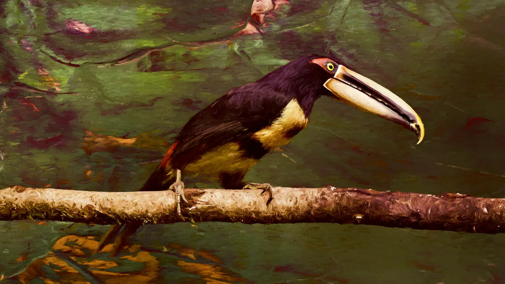 aracari photo-art