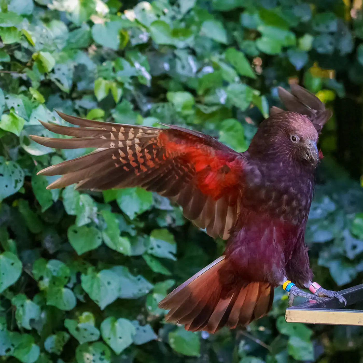 Kākā parrot with wings outstretched landing on a feeder perch