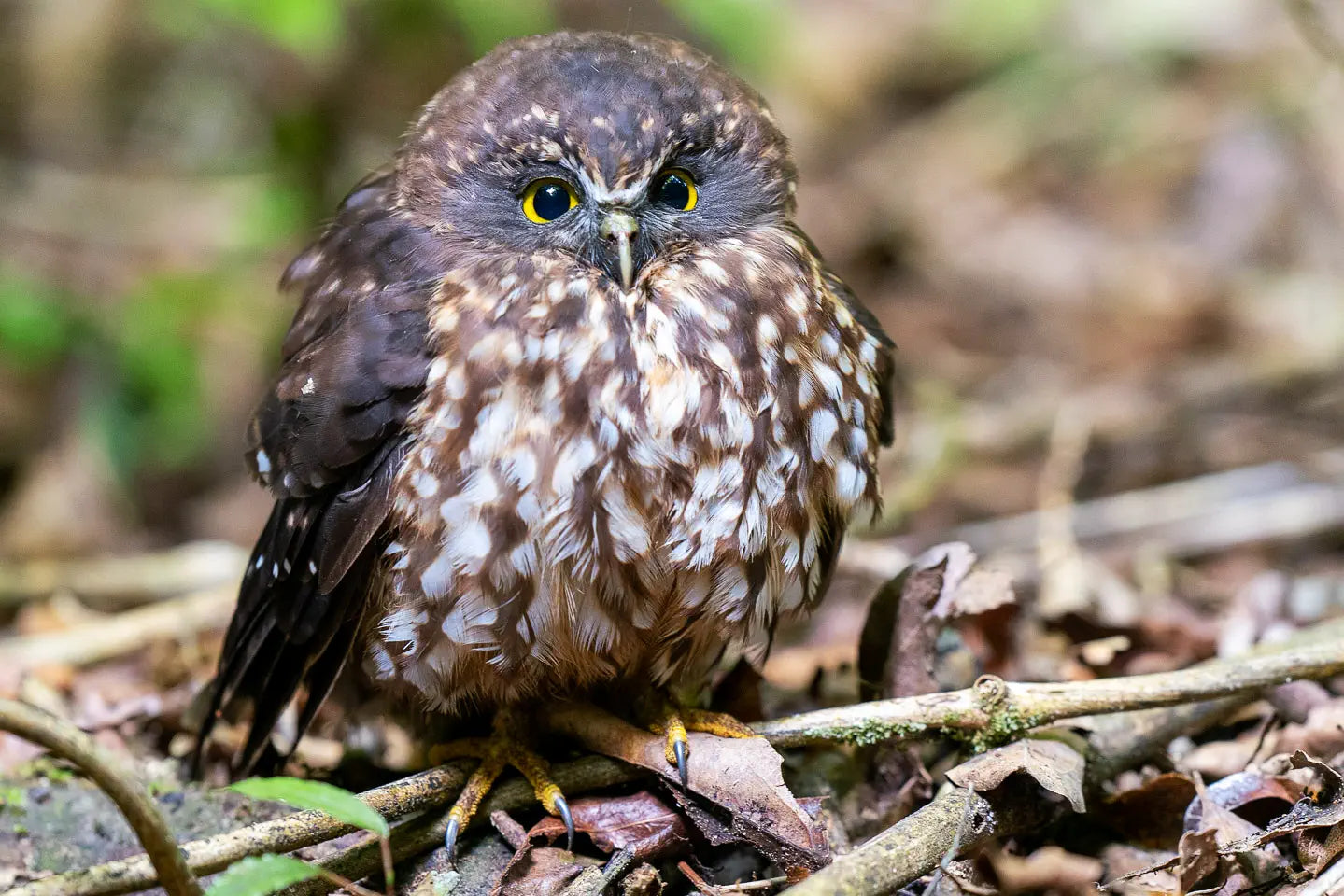 A ruru sititng on the ground with big yellow eyes.