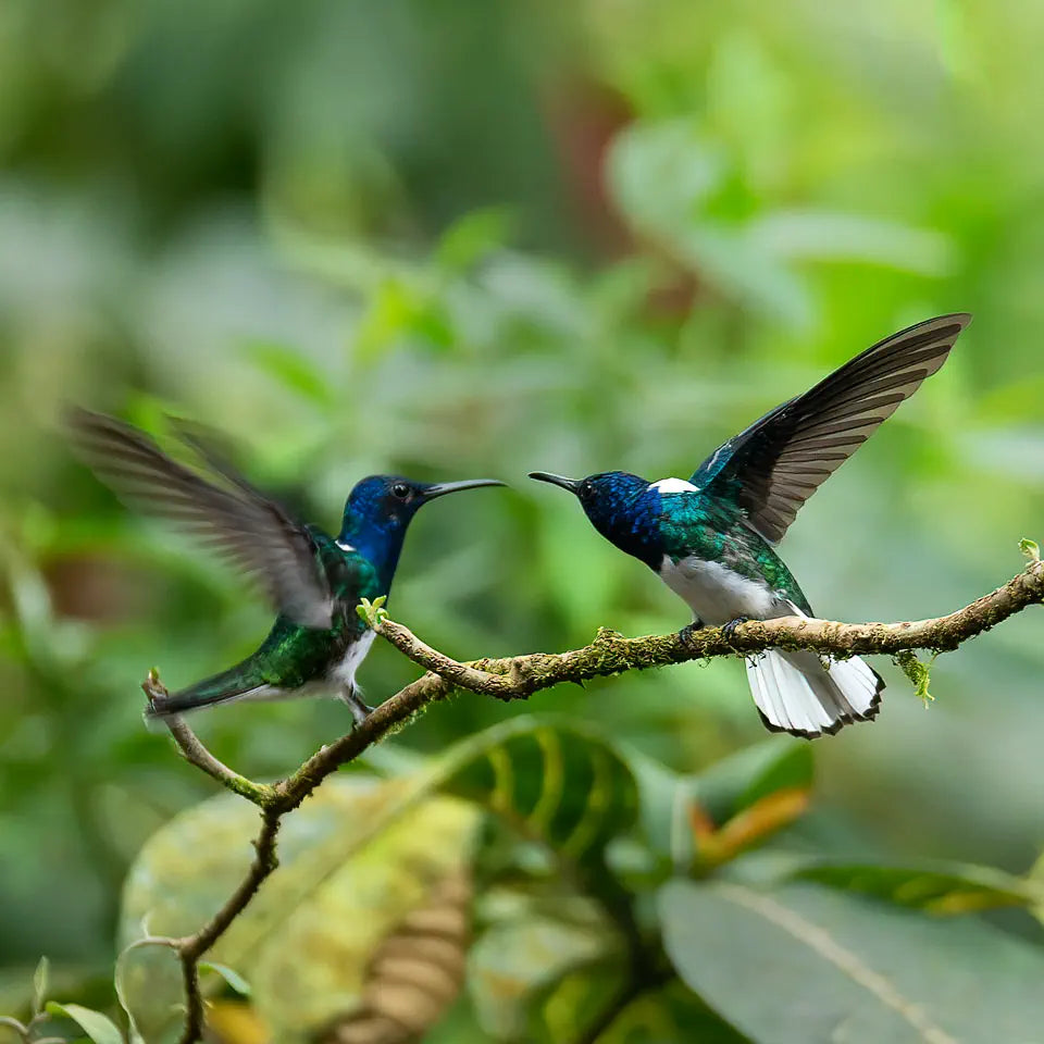 two humming birds fighting
