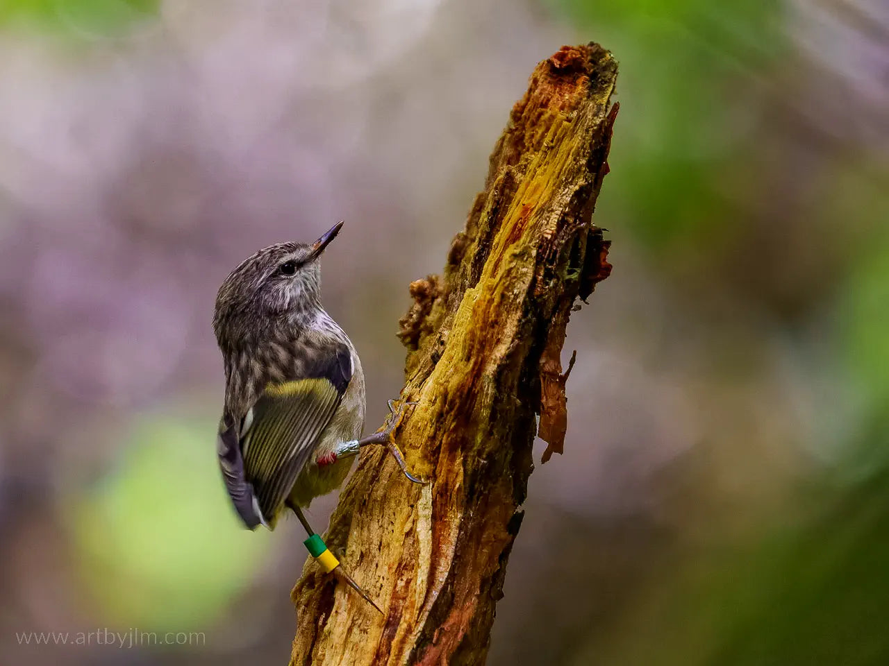 Bird on a dead tree branch