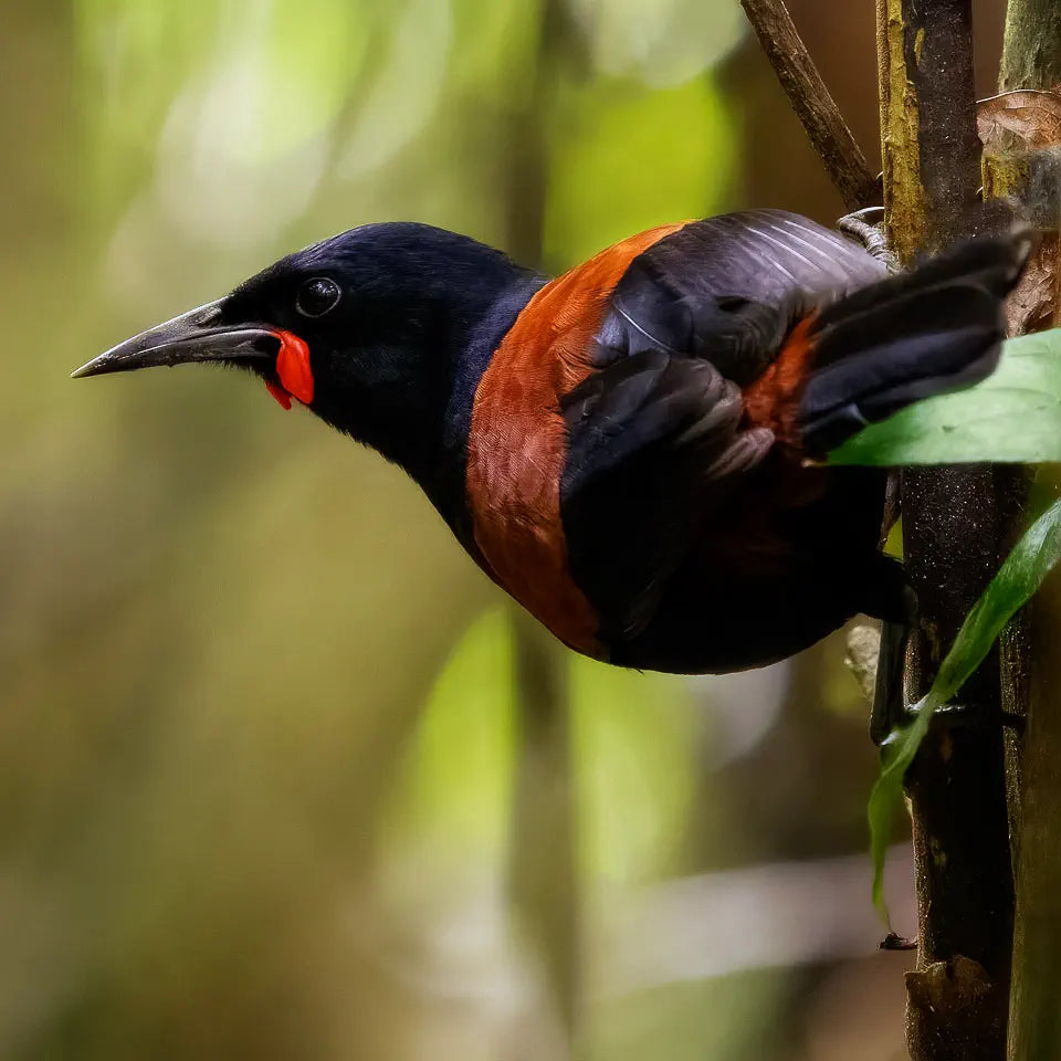 A tīeke profiled while perching on a branch