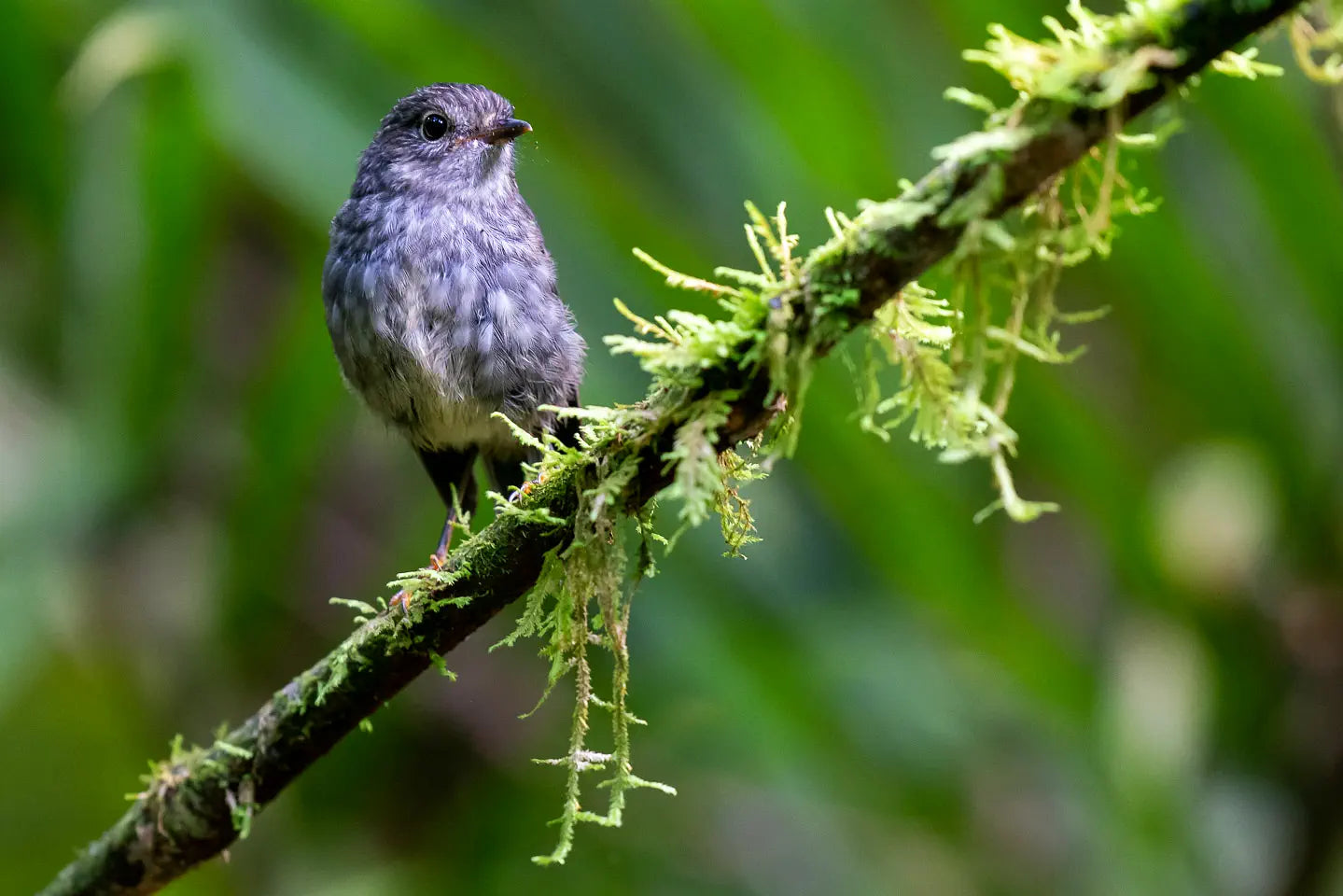 Toutouwai (New Zealand robin) on a lichened branch