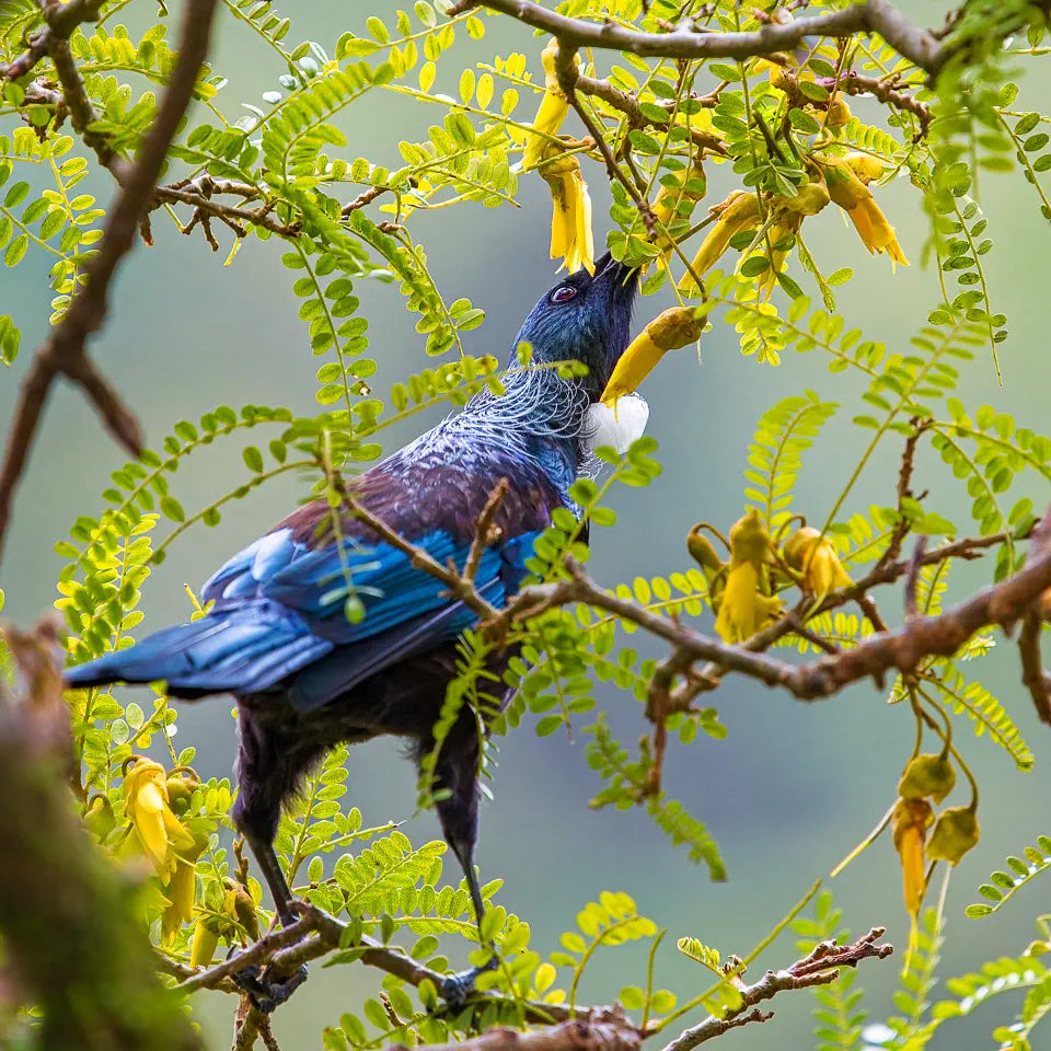 A tūī bird stretches its legs to the fullest extent to reach a flower, in amongst twiggy branches