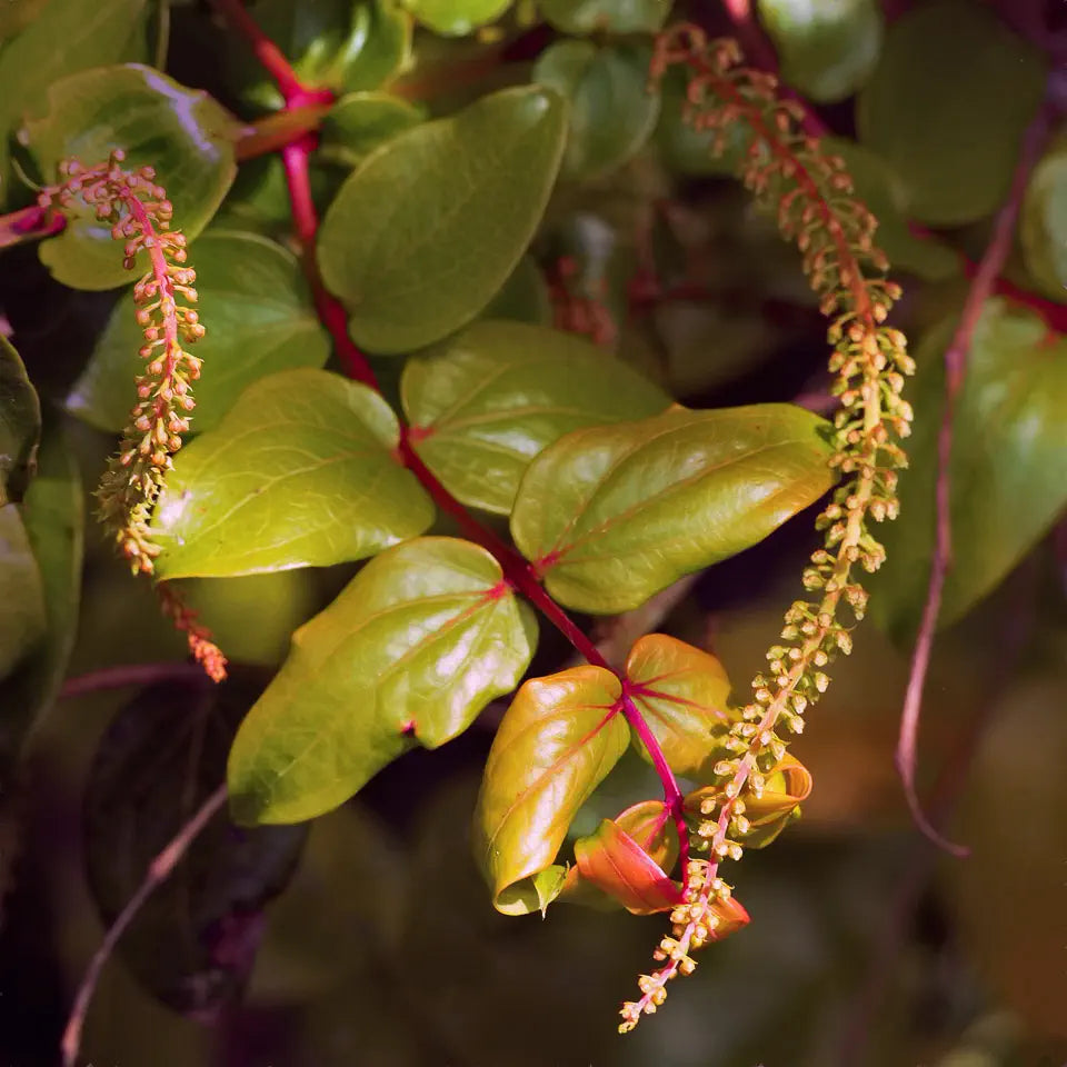 Leaves, red stems, and flower buds of tutu