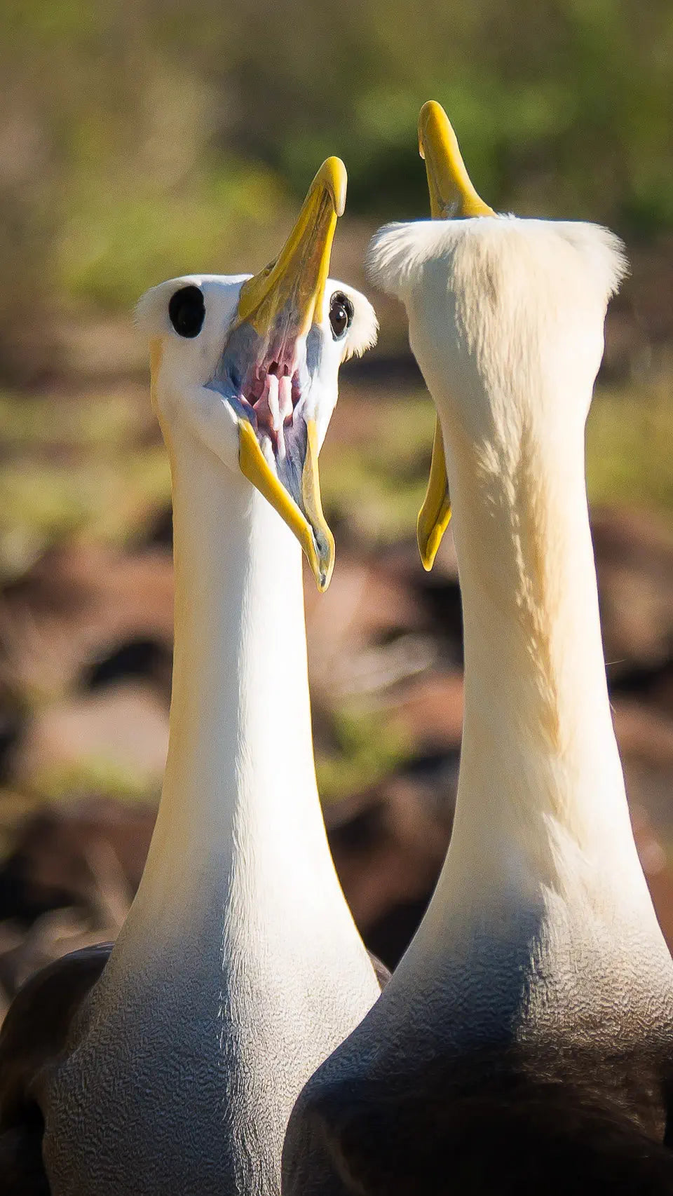 waved albatross courtship