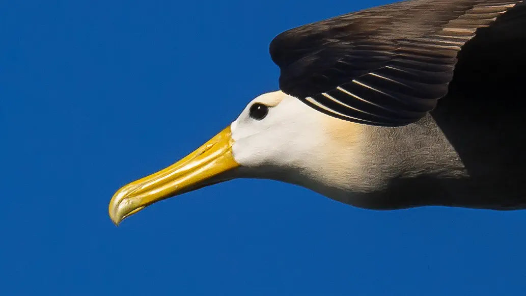 waved albatross in flight