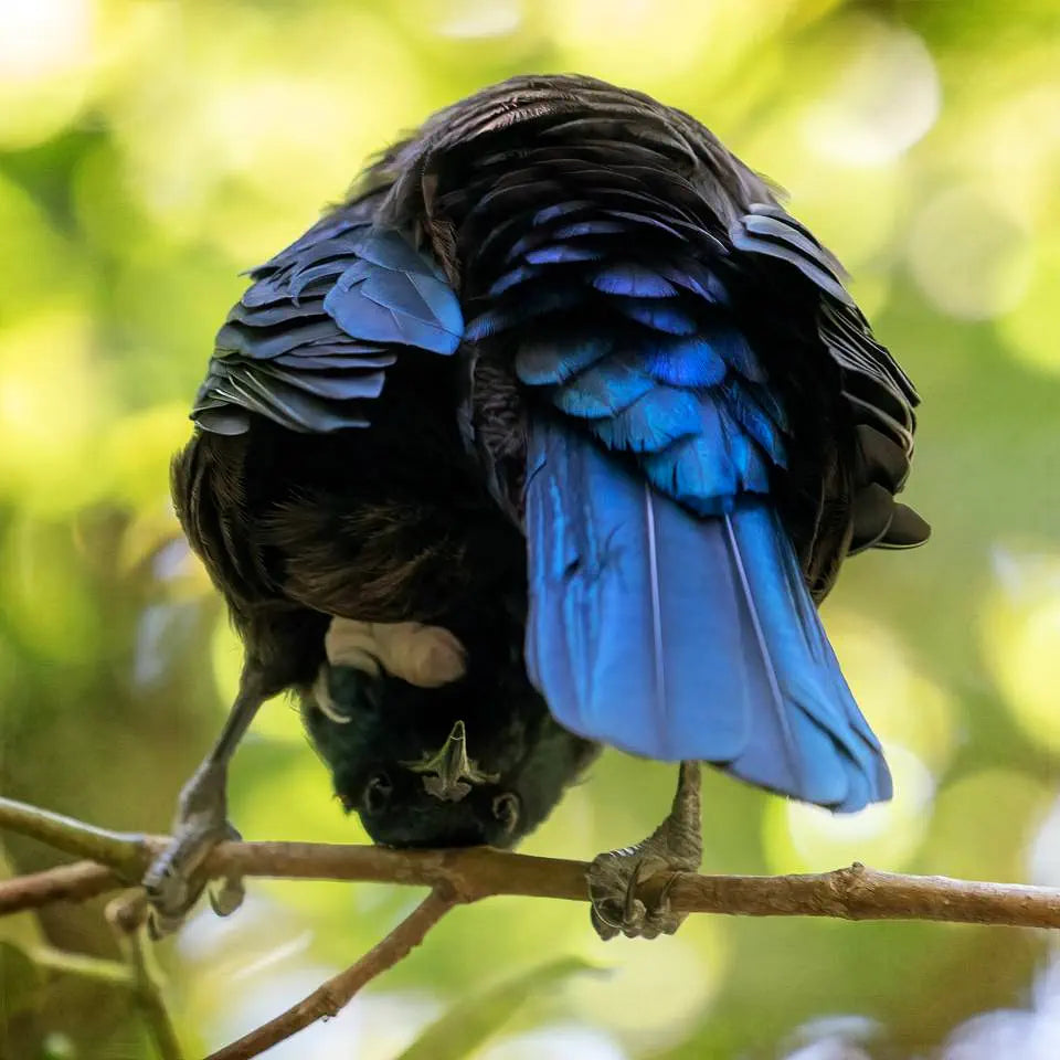 Photo a tui looking between its legs