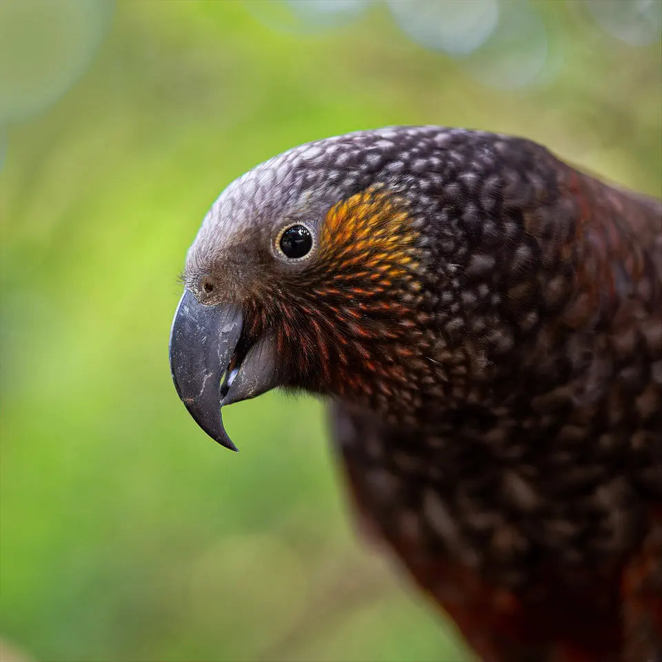 Photo of a kākā