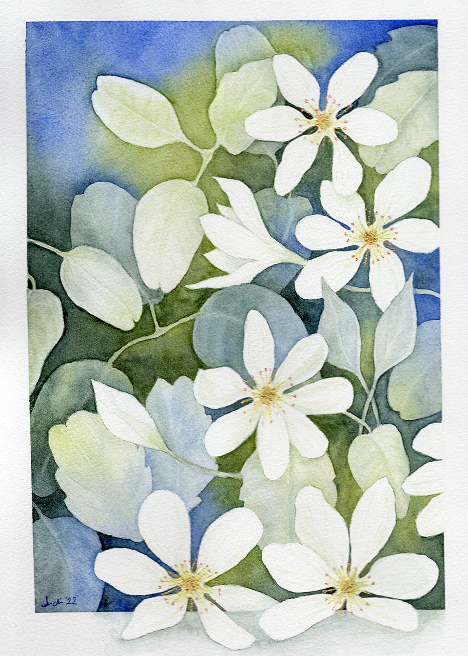 A watercolour botanical of clematis flowers and leaves in shades of green and blue with gold accents