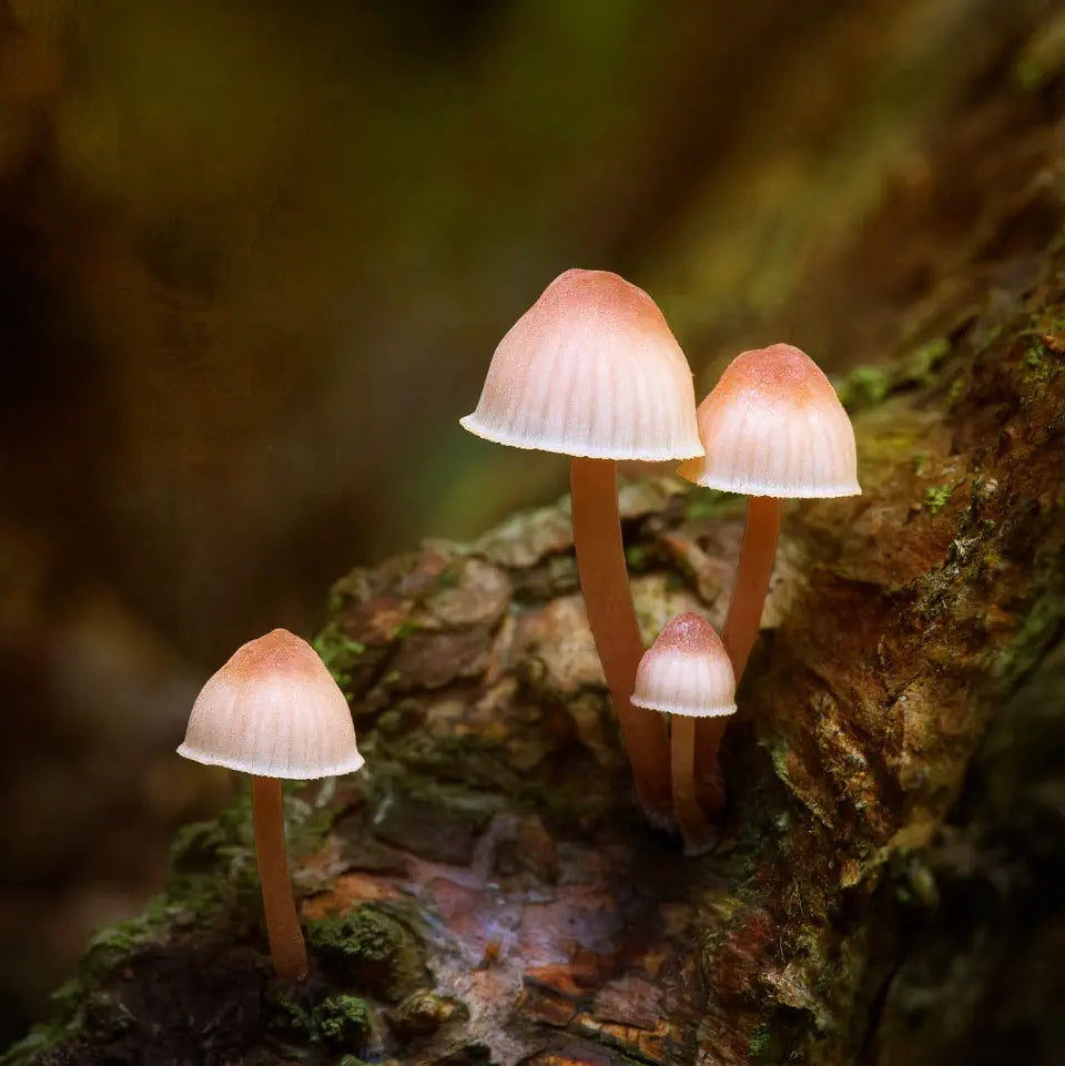 fungi cluster