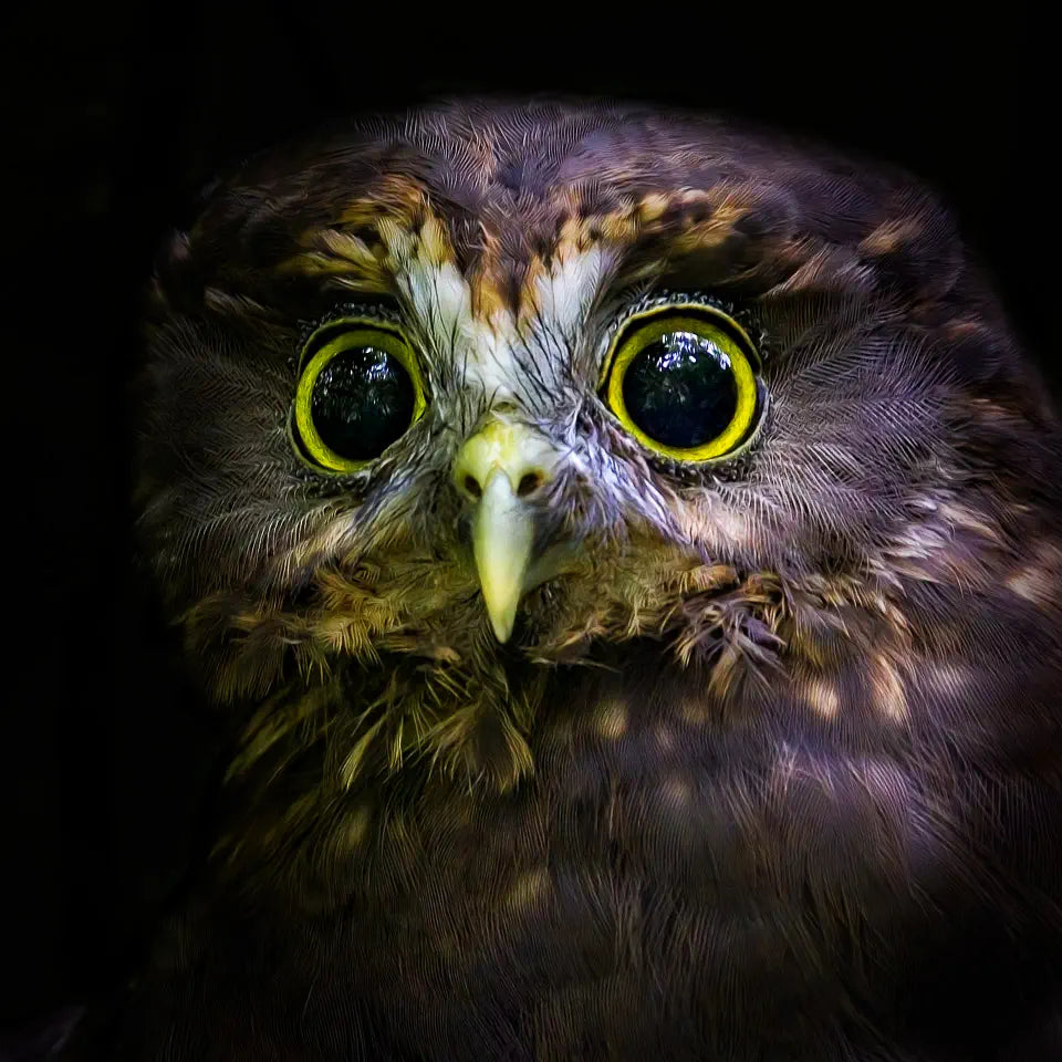 A portrait of a ruru (morepork) owl with huge yellow ringed eyes and soft feathers